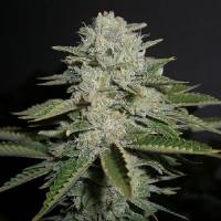 Humboldt Seed Company - Humboldt Sour Diesel - 5 fem