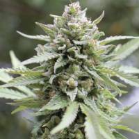 Humboldt Seed Company - Lemongrass - 5 fem
