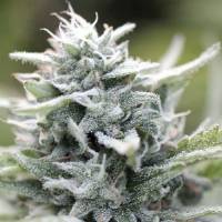 Humboldt Seed Company - Magic Melon - 10 fem