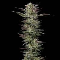 Humboldt Seed Company - Nutter Budder - 5 fem