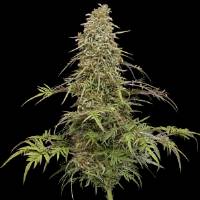 Humboldt Seed Company - Supafreak - 10 fem