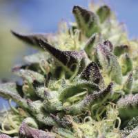 Humboldt Seed Company - Vanilla Frosting - 5 fem