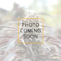 Humboldt Seed Organization - Cinnamon Buddha OG - 3 fem