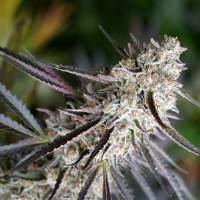 Humboldt Seed Organization - Peanut Butter Breath Fast Flowering - 5 fem