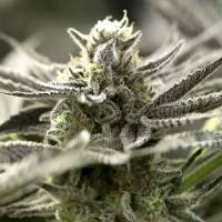 Humboldt Seed Organization - Auto OGKZ - 3 auto