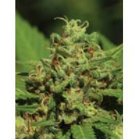 Humboldt Seed Company - Auto Emerald Fire OG - 3 auto