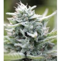 Humboldt Seed Company - Auto Magic Melon - 3 auto