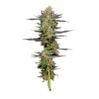 Humboldt Seed Company - Auto Mint Jelly - 5 auto