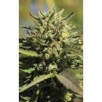 Humboldt Seed Company - Auto OG Kush - 3 auto