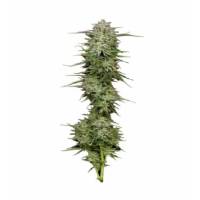 Humboldt Seed Company - Auto Pound Town - 3 auto