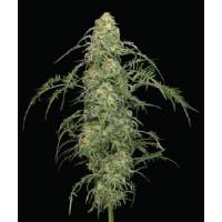 Humboldt Seed Company - Freakshow  - 10 reg