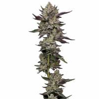 Humboldt Seed Company - Poddy Mouth - 5 fem