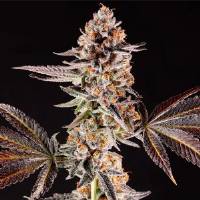 Compound Genetics - La Bomba - 5 Fem