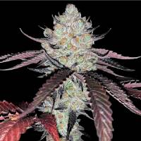 Compound Genetics - Marshmallow OG - 5 Fem