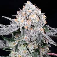 Compound Genetics - High Society - 5 Fem