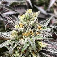 Delicious Seeds - Delicious Cookies - 5 fem
