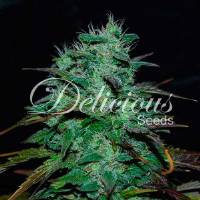 Delicious Seeds - Chocobang - 3 fem