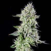 The Grateful Seeds - Barbara's Pie - 3 fem