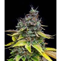 The Grateful Seeds - Papaya Cooler - 5 fem