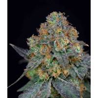 The Grateful Seeds - Sherbdog - 5 fem