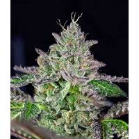The Grateful Seeds - Strawmelon - 3 fem