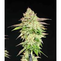 The Grateful Seeds - Melon Madness - 5 fem