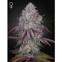 Green House - Persian Pie - 10 Fem