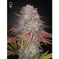 Green House - Pulp Friction - 10 Fem
