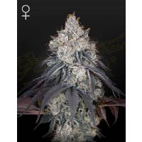 Green House - Lemon Orange - 1 Fem