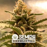 Semi24 Seedselection - Banana x Gorilla - 10+4 Fem