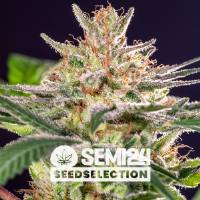 Semi24 Seedselection - Forum Cookies x Cheese - 10+4 Fem