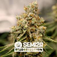 Semi24 Seedselection - Strawberry Amnesia - 3+1 Fem