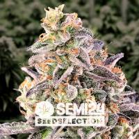 Semi24 Seedselection - Auto Pineapple Kush - 5+2 Auto