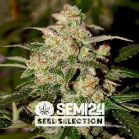 Semi24 Seedselection - Cookies Auto - 1 Auto