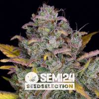 Semi24 Seedselection - Auto Gelato - 1 Auto