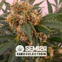 Semi24 Seedselection - Auto Gorilla - 1 Auto