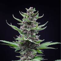 Fast Buds - Tropicana Cookies auto 25