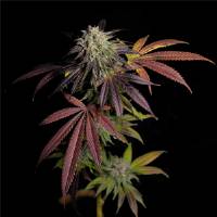 The Grateful Seeds - 7 S.O.H. - 5 fem