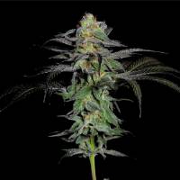 The Grateful Seeds - CALYPSO FRUIT - 10 fem