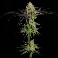 The Grateful Seeds - THA GeLEE - 5 fem