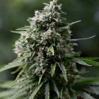 Silent Seeds - Critical+ 2.0 - 10 fem