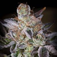 Paradise Seeds - Sweetopia - 3 Fem