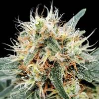 Paradise Seeds -Stromboli - 5 Auto