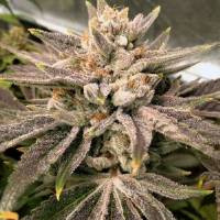 Karma Genetics - Crumbled Melon 6 fem