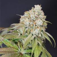 Karma Genetics - Dog Fruit 6 fem