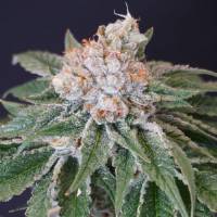 Karma Genetics - Kushi Melon 6 fem