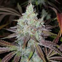 Karma Genetics - Mango Lassi 6 fem