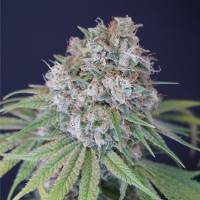 Karma Genetics - Melon Cheddar 6 fem