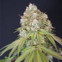 Karma Genetics - Melo Rado 6 fem