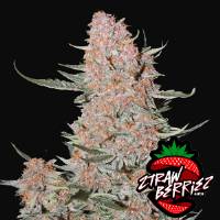 Fast Buds - Ztrawberriez auto 1